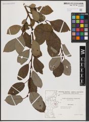 Foto von Salix caprea L.